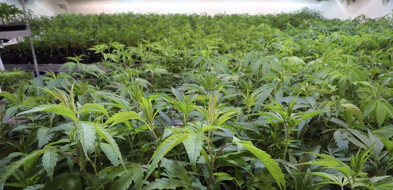 En Californie, la légalisation du cannabis est un échec