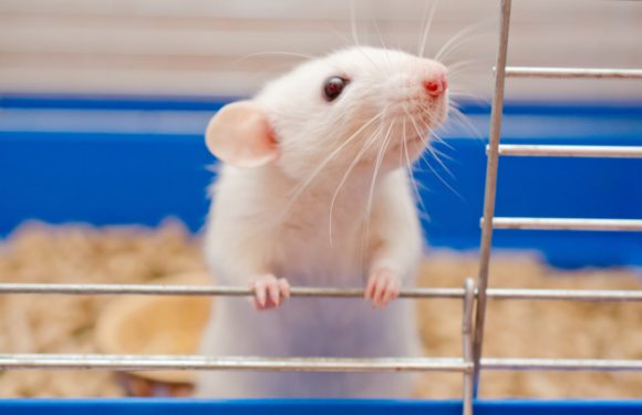 Tests sur animaux : bientôt une alternative plus fiable et éthique