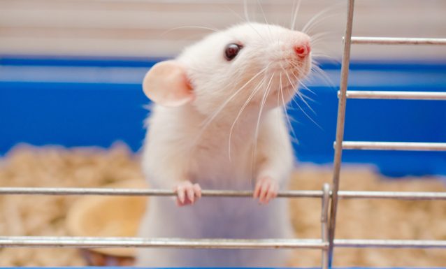 Tests sur animaux : bientôt une alternative plus fiable et éthique