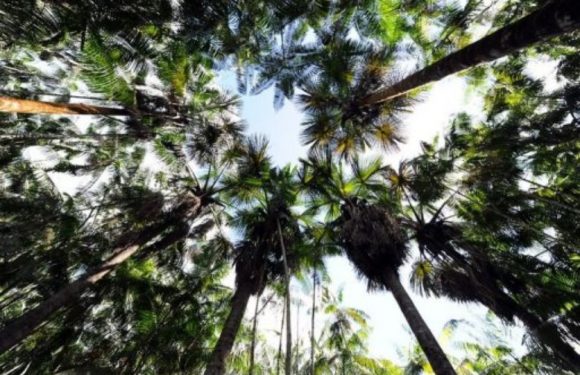 «Les écosystèmes ne peuvent pas continuer à absorber beaucoup de CO2»