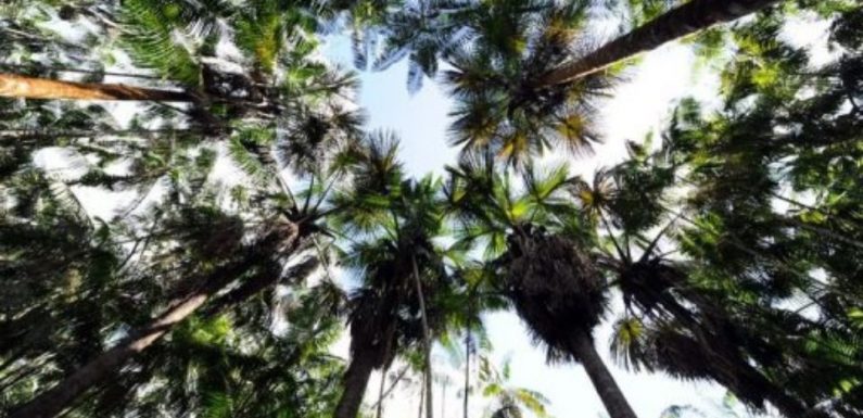 «Les écosystèmes ne peuvent pas continuer à absorber beaucoup de CO2»