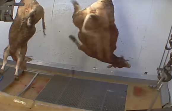 Maltraiter des bêtes ne coûte rien : 2.250 euros d’amende pour l’« abattoir de l’horreur »