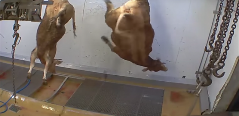 Maltraiter des bêtes ne coûte rien : 2.250 euros d’amende pour l’« abattoir de l’horreur »