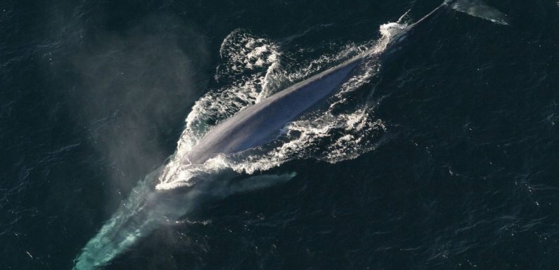 L’Islande augmente ses quotas de chasse à la baleine, malgré l’avis négatif de la communauté internationale