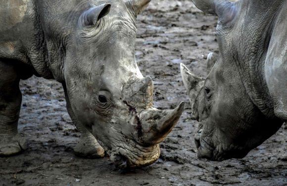 Une saisie record de cornes de rhinocéros à l&rsquo;aéroport international de Hong Kong