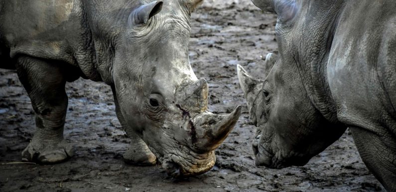 Une saisie record de cornes de rhinocéros à l’aéroport international de Hong Kong