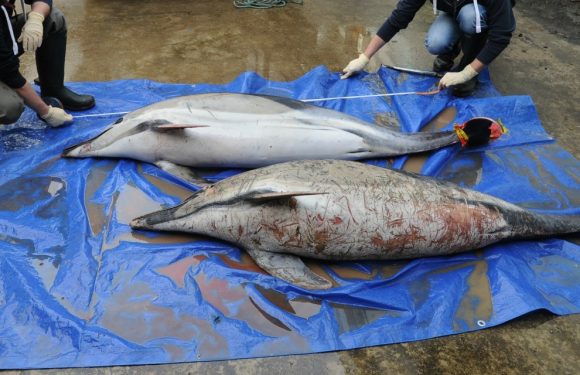 600 dauphins ont échoué sur les plages françaises en 2019 : comment l&rsquo;expliquer ?