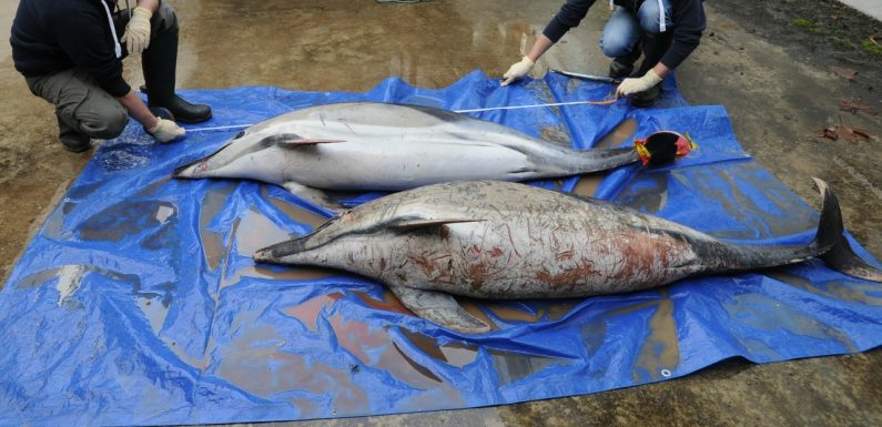 600 dauphins ont échoué sur les plages françaises en 2019 : comment l’expliquer ?