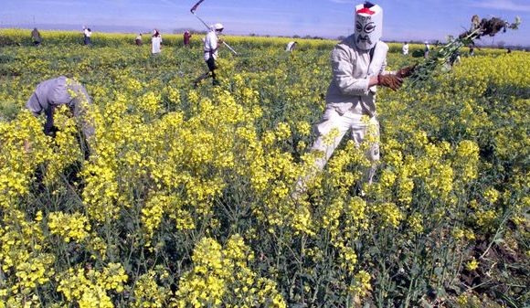 Des traces d’OGM dans des semences de colza provoquent la colère des producteurs français