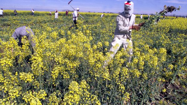 Des traces d’OGM dans des semences de colza provoquent la colère des producteurs français
