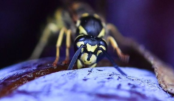 Les insectes disparaissent, et c’est plus grave qu’on ne le pense