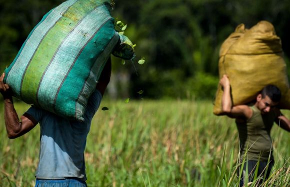 Les champs de coca de Colombie où triment des migrants du Venezuela