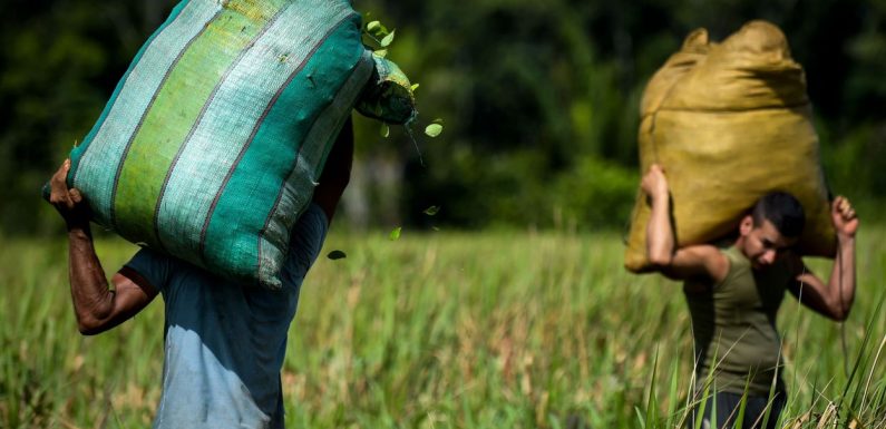 Les champs de coca de Colombie où triment des migrants du Venezuela