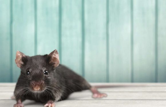 Progéria : une thérapie génique ralentit le vieillissement chez la souris