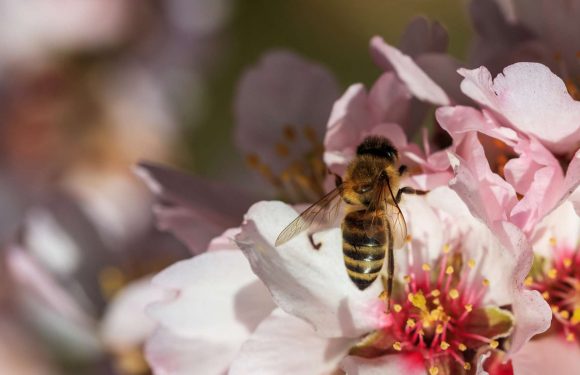 Insecticides et fongicides, un cocktail mortel pour les abeilles