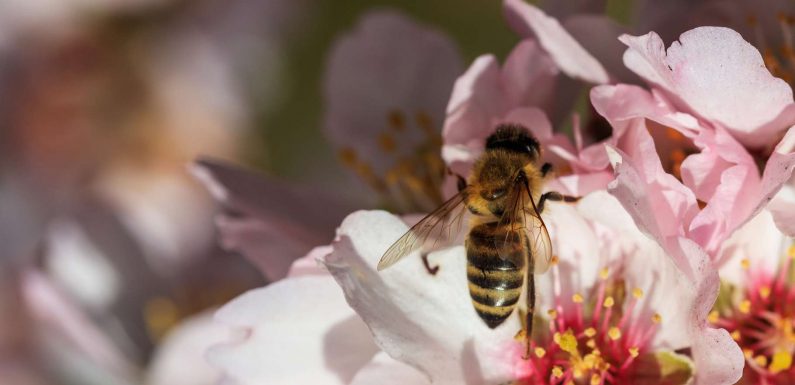 Insecticides et fongicides, un cocktail mortel pour les abeilles