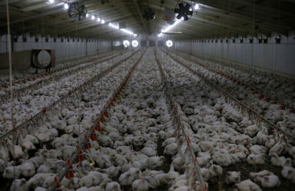 Le porc et la volaille belges proviennent à 70% de « méga-fermes », a calculé Greenpeace