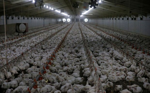 Le porc et la volaille belges proviennent à 70% de « méga-fermes », a calculé Greenpeace