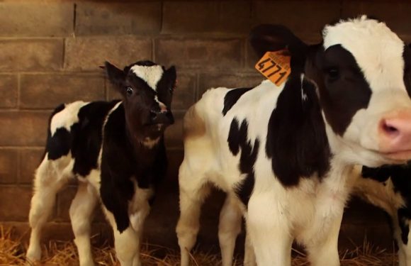 VIDÉO – Suicide des agriculteurs : un sujet toujours tabou en France