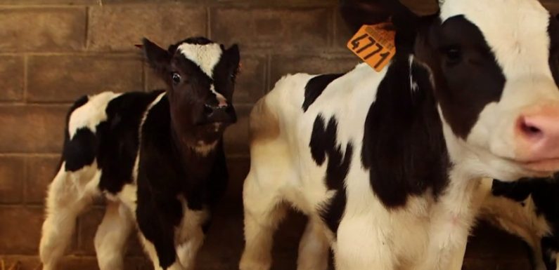 VIDÉO – Suicide des agriculteurs : un sujet toujours tabou en France