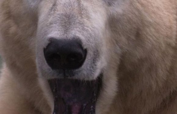 Un archipel russe fait face à l’invasion d’ours polaires agressifs