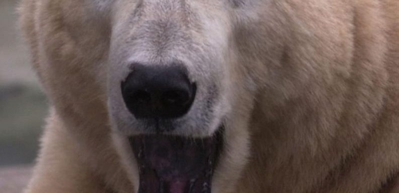 Un archipel russe fait face à l’invasion d’ours polaires agressifs
