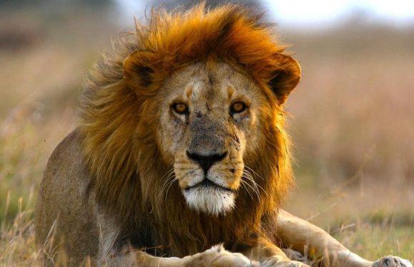 Les lions d’Afrique pourraient disparaître avant 2050
