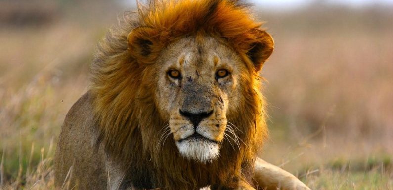 Les lions d’Afrique pourraient disparaître avant 2050