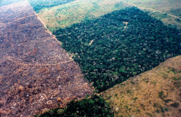 Brésil : la forêt amazonienne menacée par le « Trump tropical »