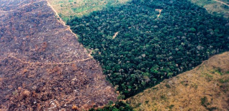 Brésil : la forêt amazonienne menacée par le « Trump tropical »