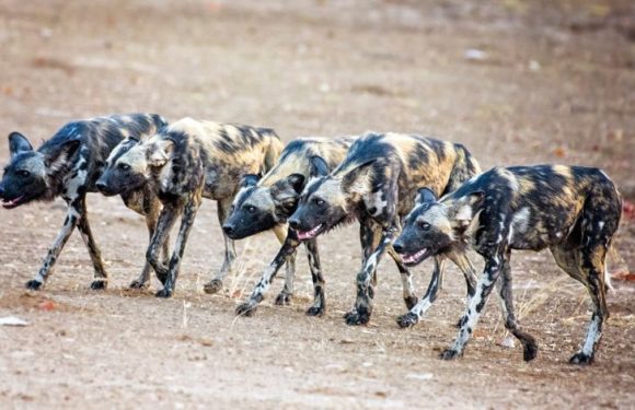 « Ligue du LOL » : les mécanismes de l&rsquo;effet de meute