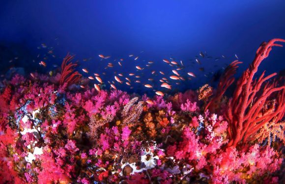 Aimer la biodiversité ou partir avec elle