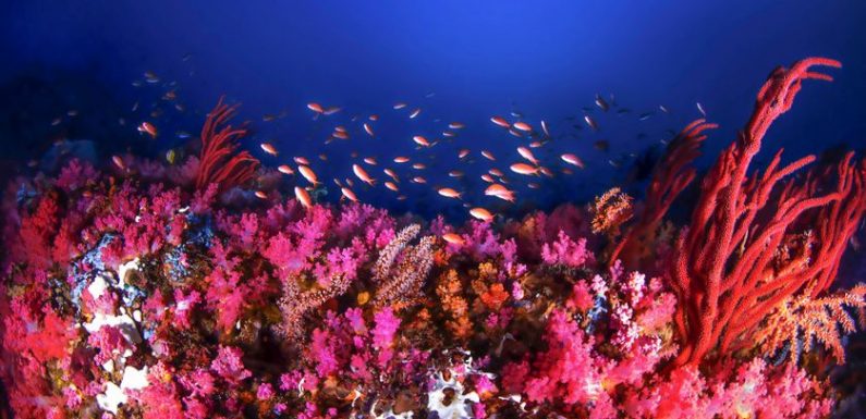 Aimer la biodiversité ou partir avec elle