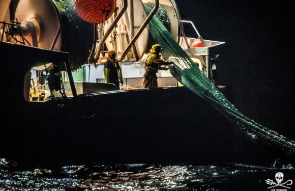 Des centaines de dauphins morts sur les plages de l&rsquo;Atlantique : Sea Shepherd accuse les bateaux de pêche