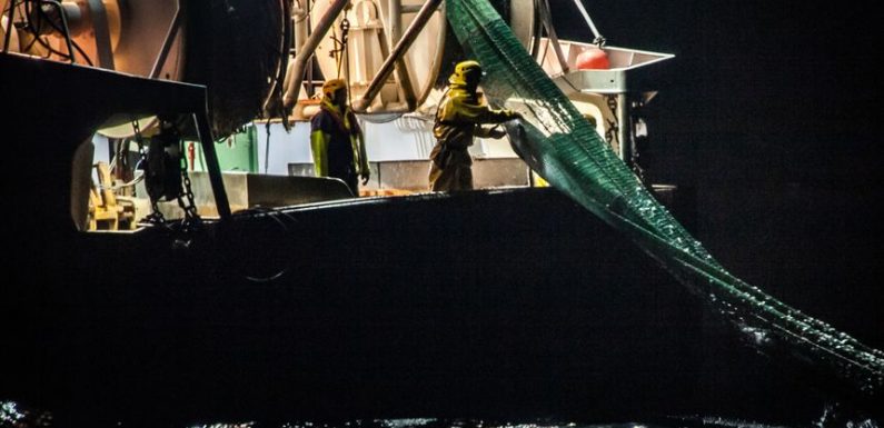 Des centaines de dauphins morts sur les plages de l’Atlantique : Sea Shepherd accuse les bateaux de pêche
