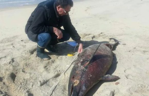 Plus de 90 dauphins retrouvés échoués sur les plages de Vendée en deux semaines