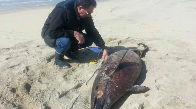 Plus de 90 dauphins retrouvés échoués sur les plages de Vendée en deux semaines