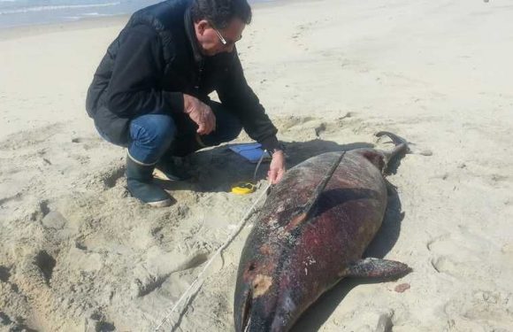 Des dizaines de dauphins échoués sur les plages de Gironde