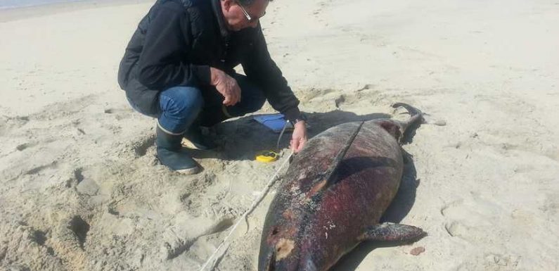 Des dizaines de dauphins échoués sur les plages de Gironde