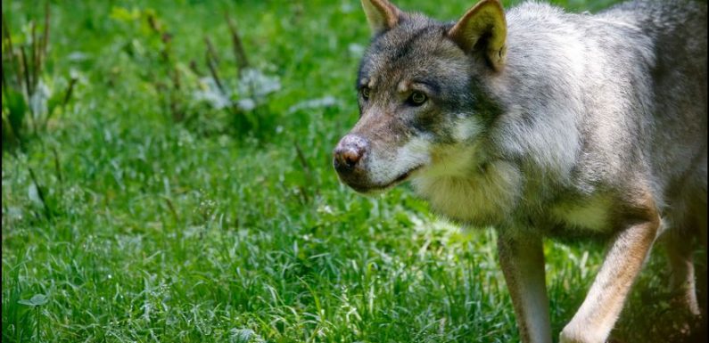 Le plan loup activé en Dordogne après la découverte d’une attaque suspecte