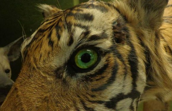 Espagne: saisie d’un stock de 200 animaux empaillés issus d’espèces protégées