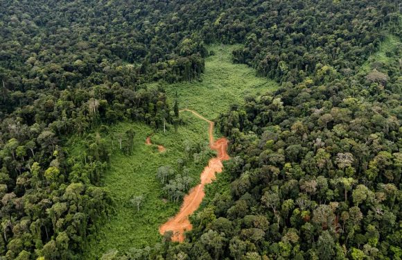 Guyane : la justice annule l’exploitation d’un projet de la société Montagne d’or