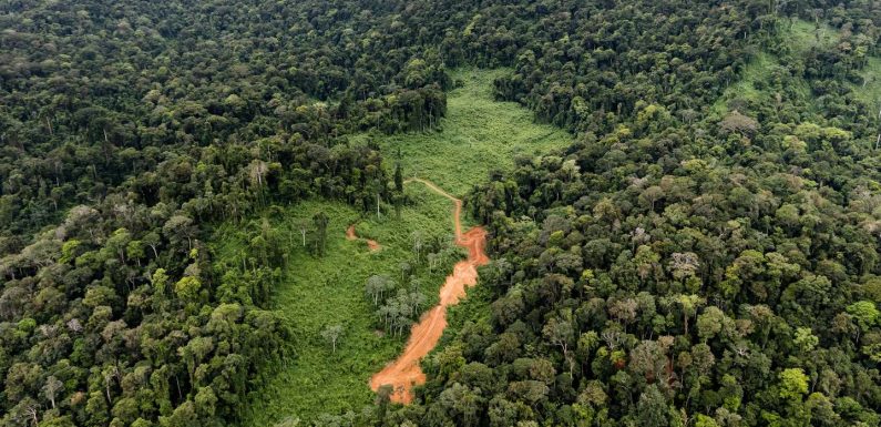 Guyane : la justice annule l’exploitation d’un projet de la société Montagne d’or