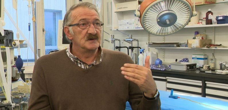 Des greffes d’organes de porcs chez l’homme: ce n’est plus de la science-fiction