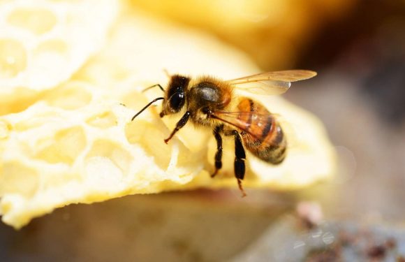 Les abeilles savent faire des additions et des soustractions