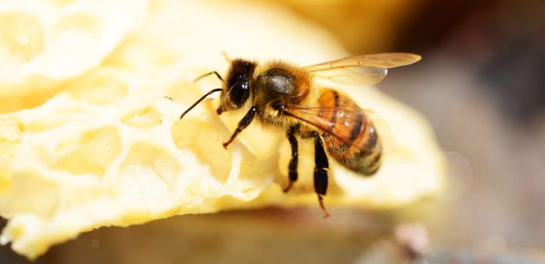 Les abeilles savent faire des additions et des soustractions