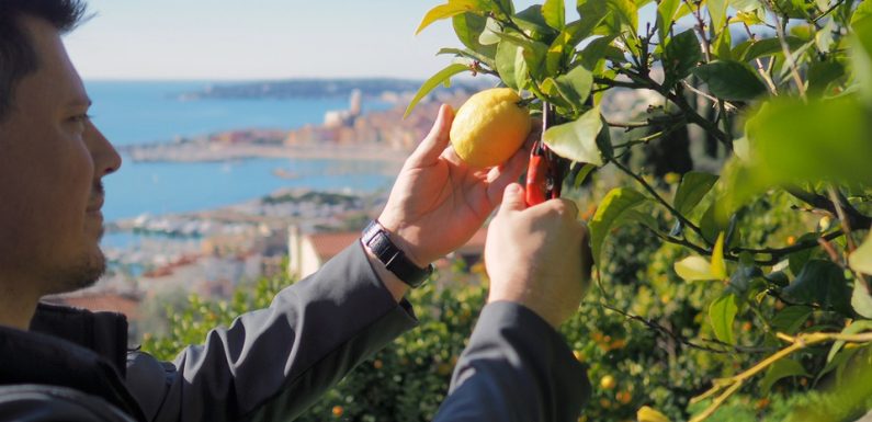 Côte d’Azur: Le long parcours d’un citron pour être estampillé «de Menton»