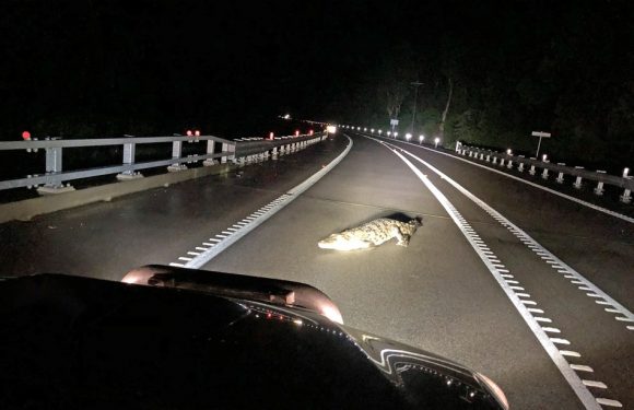 Australie: Des crocodiles dans les rues à cause de pluies de mousson exceptionnelles