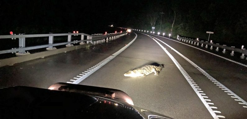 Australie: Des crocodiles dans les rues à cause de pluies de mousson exceptionnelles