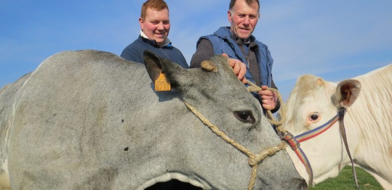 VIDEO. Salon de l’Agriculture: Quels sont les atouts des vaches «Bleue du Nord», dont Imminence sera la mascotte?